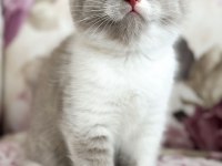 Nadir bulunan harika lilac bicolor yavru british shorthair