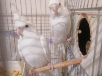 Albino sultan papağanı takımlar