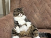 Scottish fold