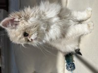 British Longhair Ay12 Kedimiz