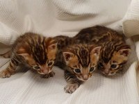 Rus Şecereli 1. Sınıf Bengal Kedisi Yavruları