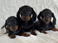 Büyümeyecek Dachshund Sosis köpekler