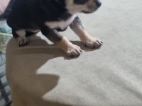 Yavru chihuahua köpeklerinin sahiplendirmek