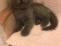 Scottish fold blue point