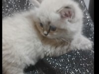Longhair Chinchilla erkek ve dişi kedilerimiz