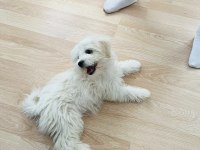 Maltipoo Yavrularımız