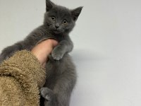 2 aylık yavru british shorthair