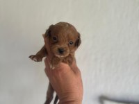 Toy poodle bebeklerimiz maltipoo bebeklerimiz mevcuttur