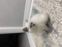 Son kalan oyuncu kedim sahiplendirilecek