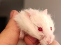 Albino Gonzales Hamster