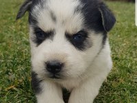 Maviş gözlü Safkan Husky minikler