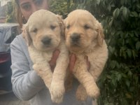 Orjinal Golden Retriever Yavrular