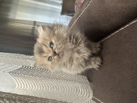 Anne baba şecereli british longhair