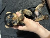 Türkiyede böylesi yok kore yorkshire terrier