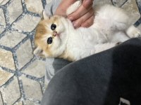 Safkan golden şecereli british shorthair kediler