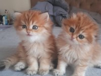 Full şecereli şampiyon ebeveynlere sahip british longhair