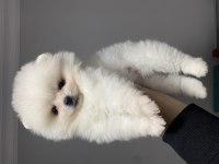Beyaz pomeranian boo