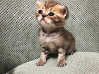 Scottish Fold Tabby