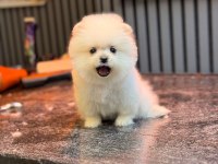 Yavru Pomeranian Boo Köpeklerimiz