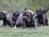 FCI secereli Schnauzer yavruları