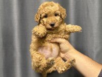 Minik toy poodle bebeleri