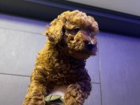 Kore 56 Günlük Toy Poodle Dişi ve Erkek Yuva Arıyor