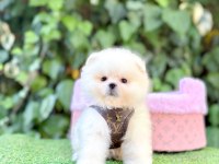 Safkan Pomeranian Boo Yavrularımız