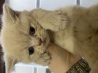 2 aylık british shorthair