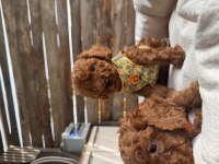 Maşallah demeden geçmeyin poodle