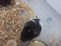 İstanbul içi hamster sahiplendirme