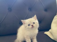 Yavru british shorthair