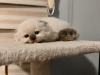 British longhair yavrularımız sahiplerini bekliyor