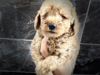 Orjinal Maltipoo Bebekler