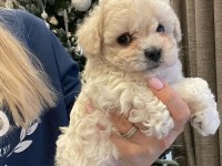Maltipoo İle Evimize Neşe Katmaya Hazır mısınız