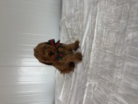 Korekan Poodle Bebekler