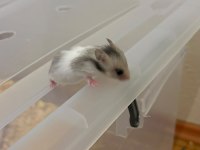 Yavru Golden Hamster