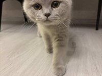 4 aylık Safkan British Shorthair Erkek Yavru