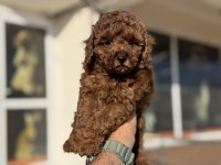 Petmode köpek çiftliğinde ziyarete açık toy poodle