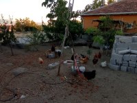 Tavuk ve horozlarımı veriyorum