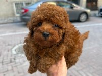 Yavru Toy Poodle Köpeklerimiz