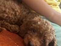 2 aylık toy poodle