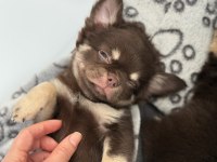 Chihuahua Three Color Erkek Yavru