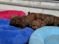 Ankarada ziyarete açık 10 adet toy poodle yavrularımız