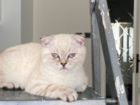 Scottish Fold Kedisi