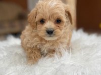 2 aylık sağlıklı maltipoo yavrularımız