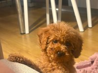 Toy poodle köpekler