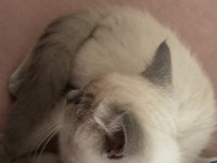 2 Aylık British Shorthair Pasaportlu ve Mikroçipi Var