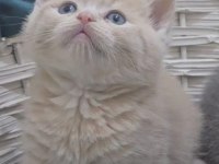 DENİZLİ CİNS YAVRU KEDİLER