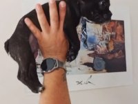 ACİL STANDART TEACUP ERKEK FRENCH BULLDOG YAVRU 2 AYLIK