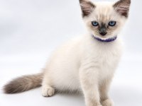 YAVRU RAGDOLL KEDİLERİMİZ
